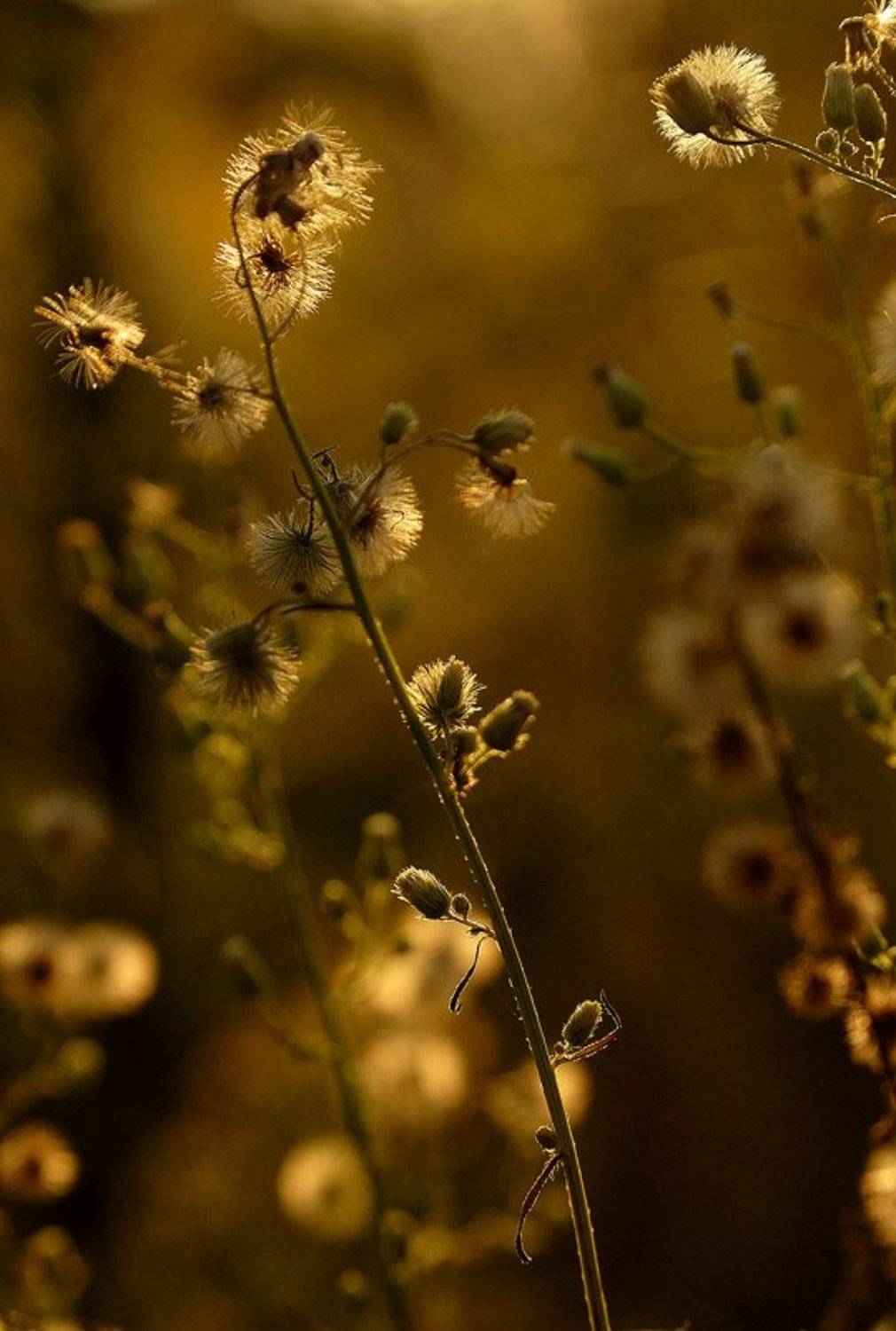 , Александр