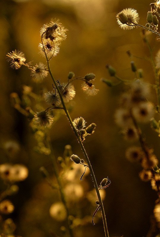 Из жизни растений фото превью