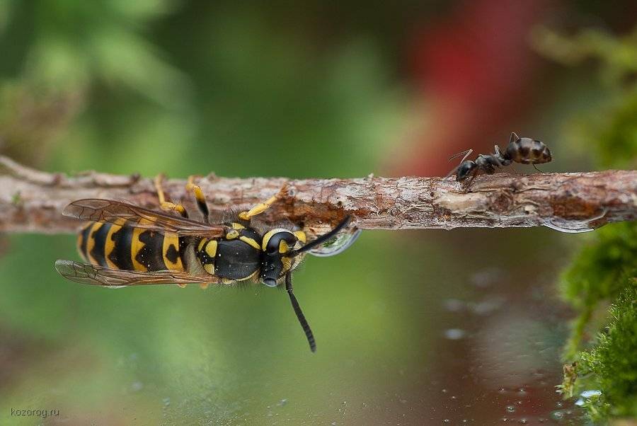 оса, муравей, Ирина Козорог