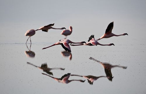 Полет на евро.