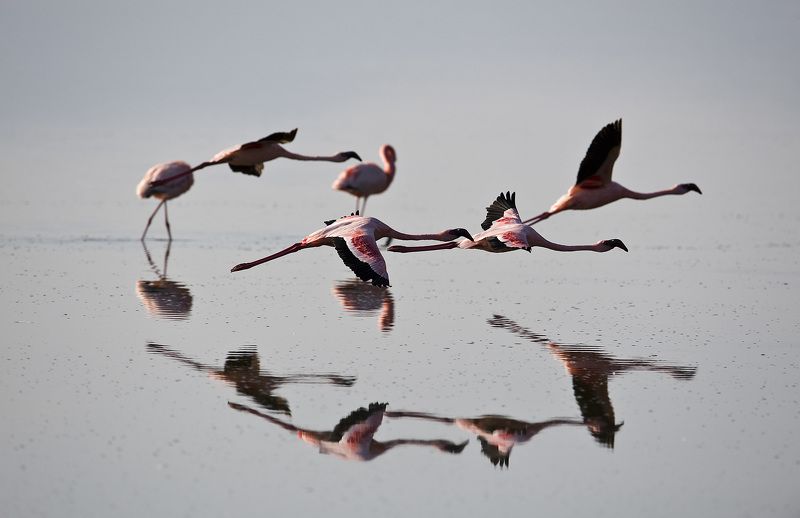 розовое, фламинго, найкуру Полет на евро. фото превью
