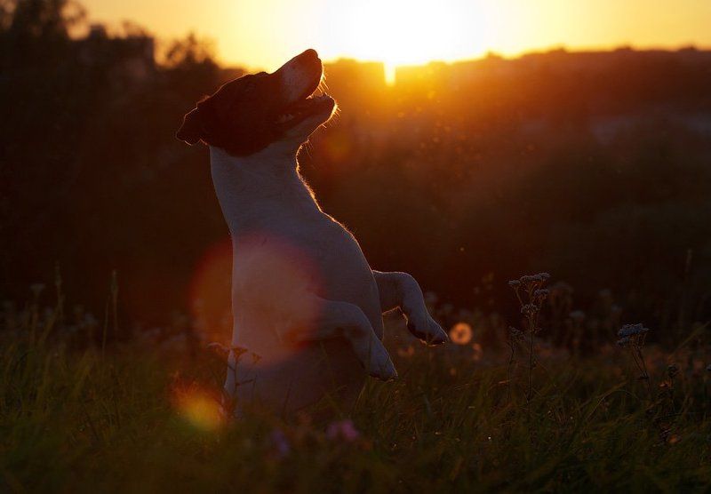 же не манж па си жур фото превью