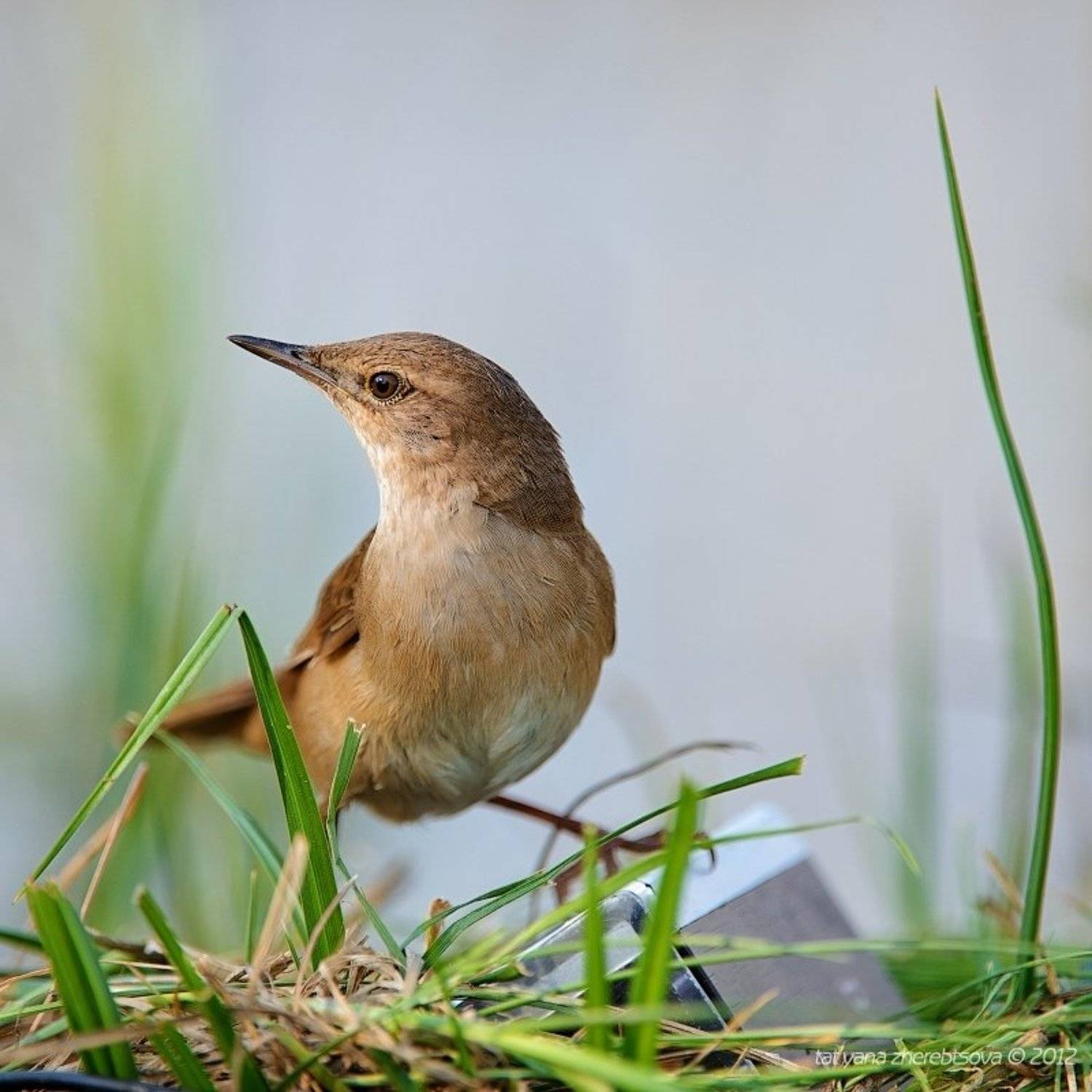 сверчок, Татьяна Жеребцова