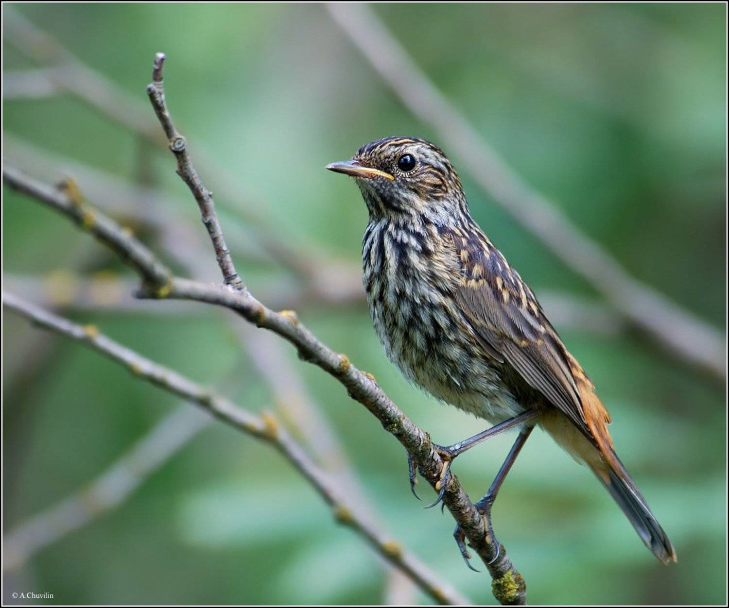 птиц,варакушка,молодая,птенец, Александр Чувилин
