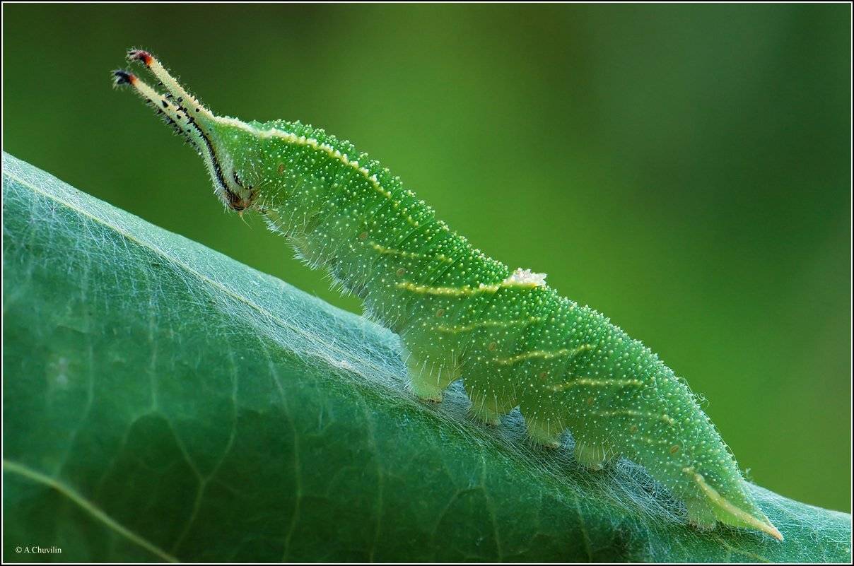 гусеница,переливница,apatura,ilia, Александр Чувилин