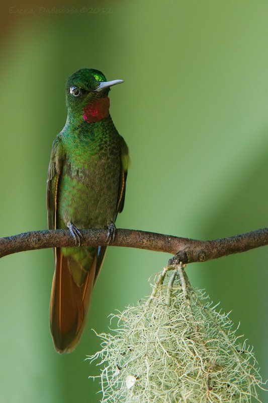 колибри, птицы, бразилия, clytolaema rubricauda Brazilian Ruby фото превью