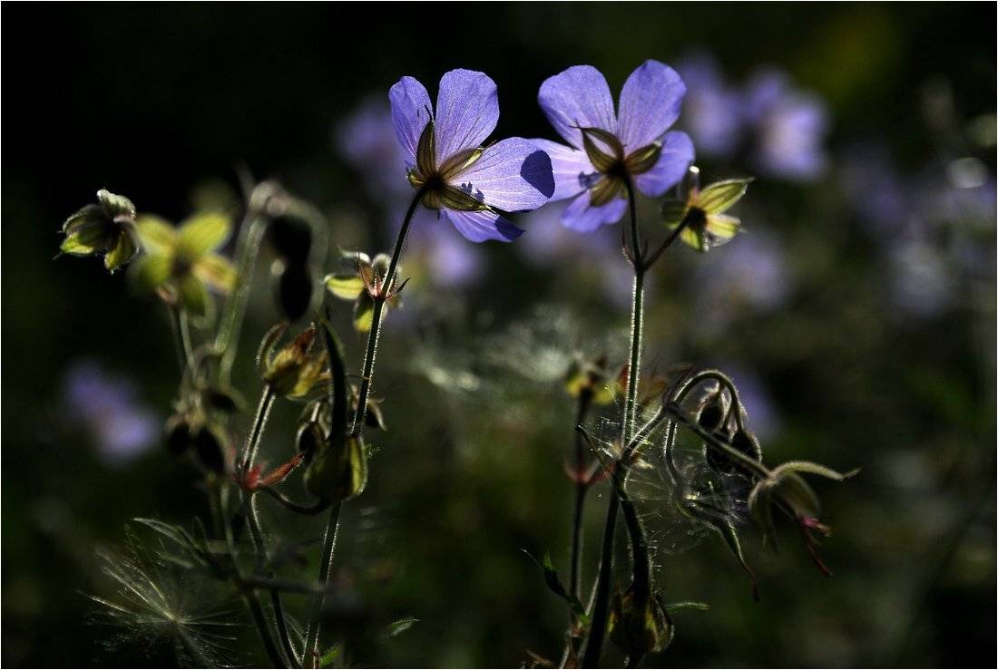 , Николай Шахманцир
