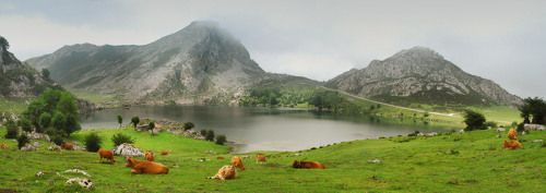 Пейзаж с коровками