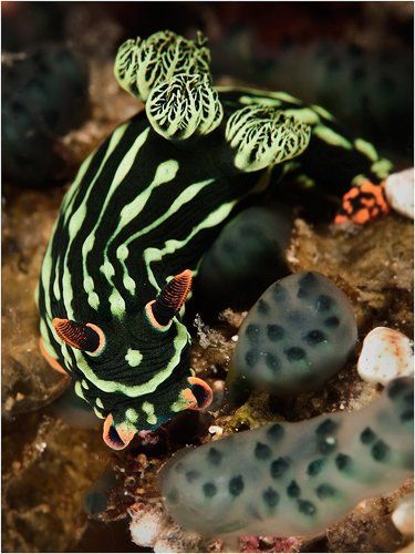 Голожаберники о-ва Негрос