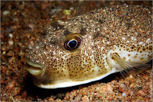 ПлоскоДонка - Fish, не?..;)