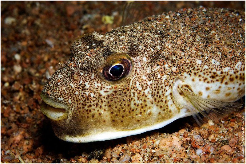 ПлоскоДонка - Fish, не?..;) фото превью