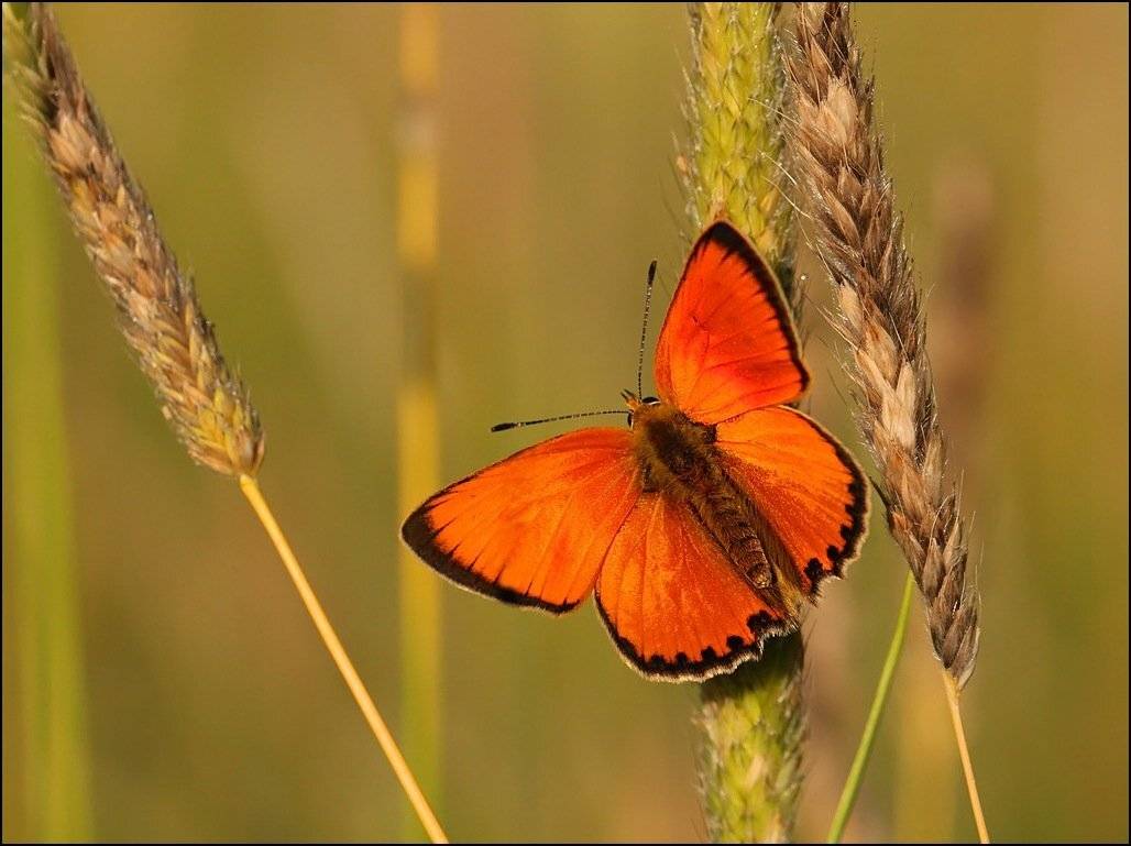 бабочка,макро,насекомые,, Андрей Корочкин