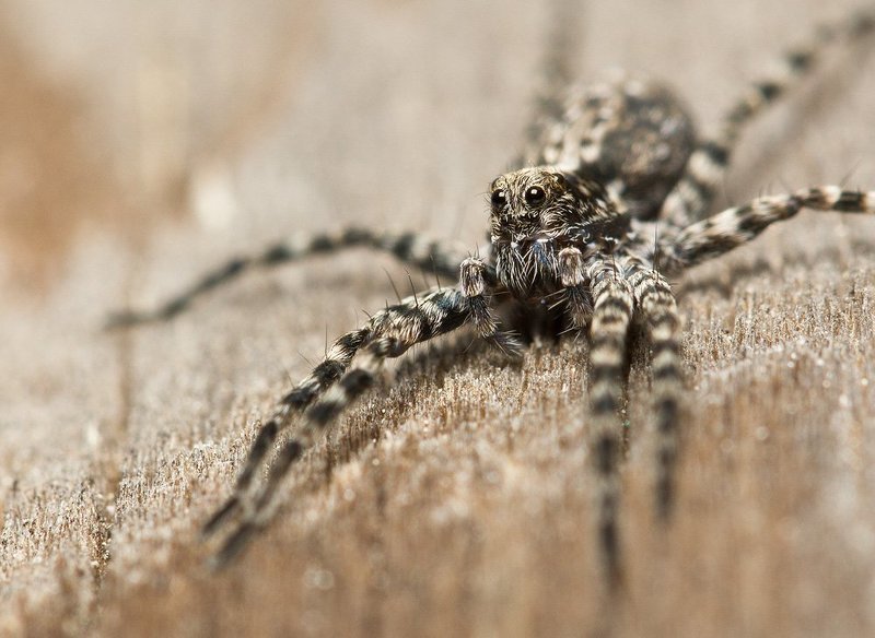 * фото превью