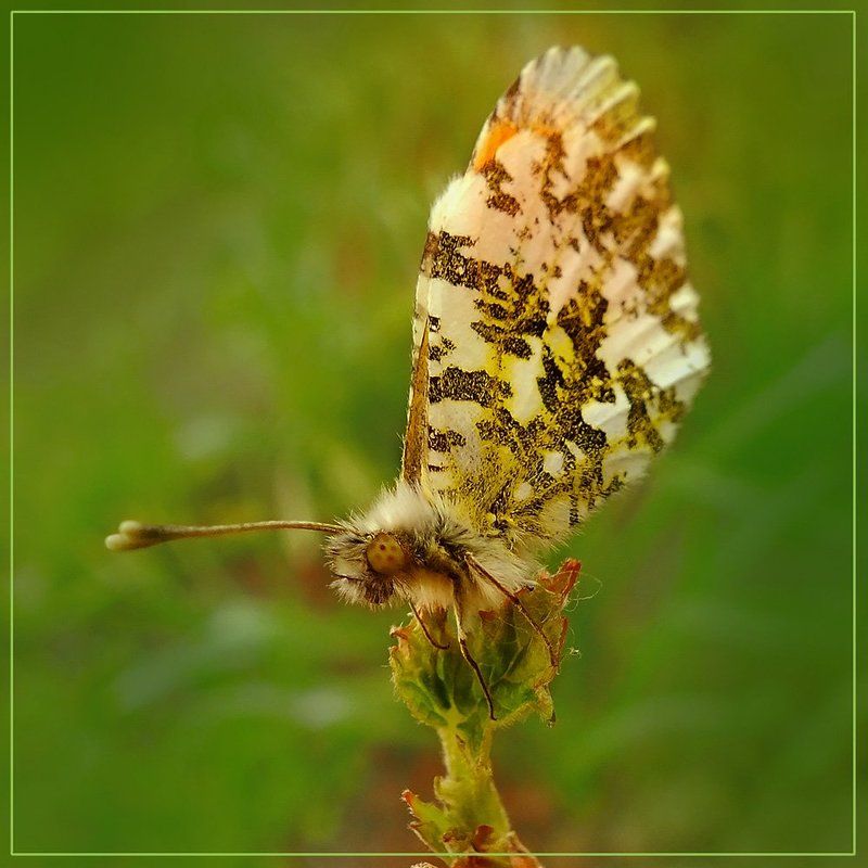 * фото превью