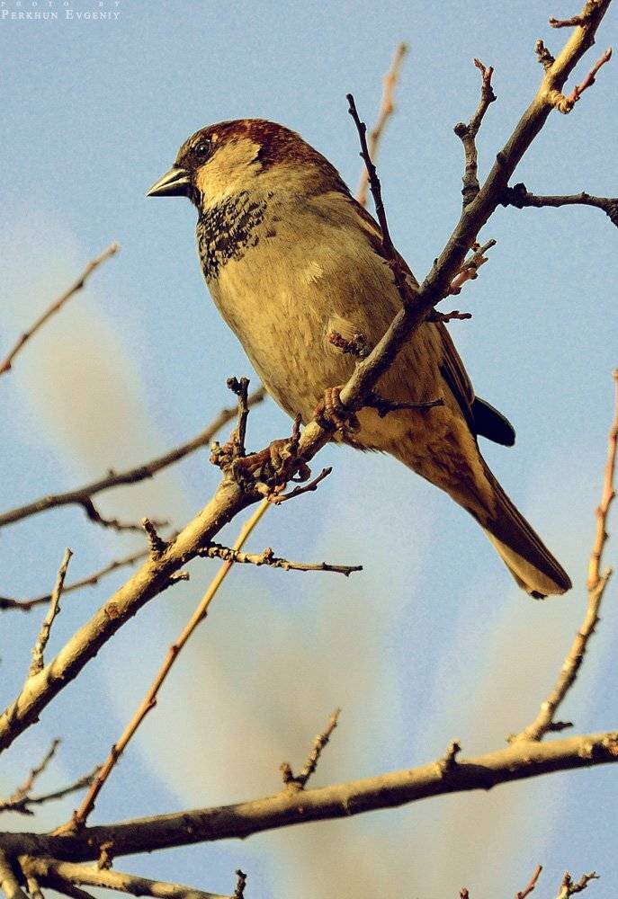 воробей, птица, Перхун Евгений