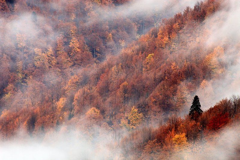Осень фото превью