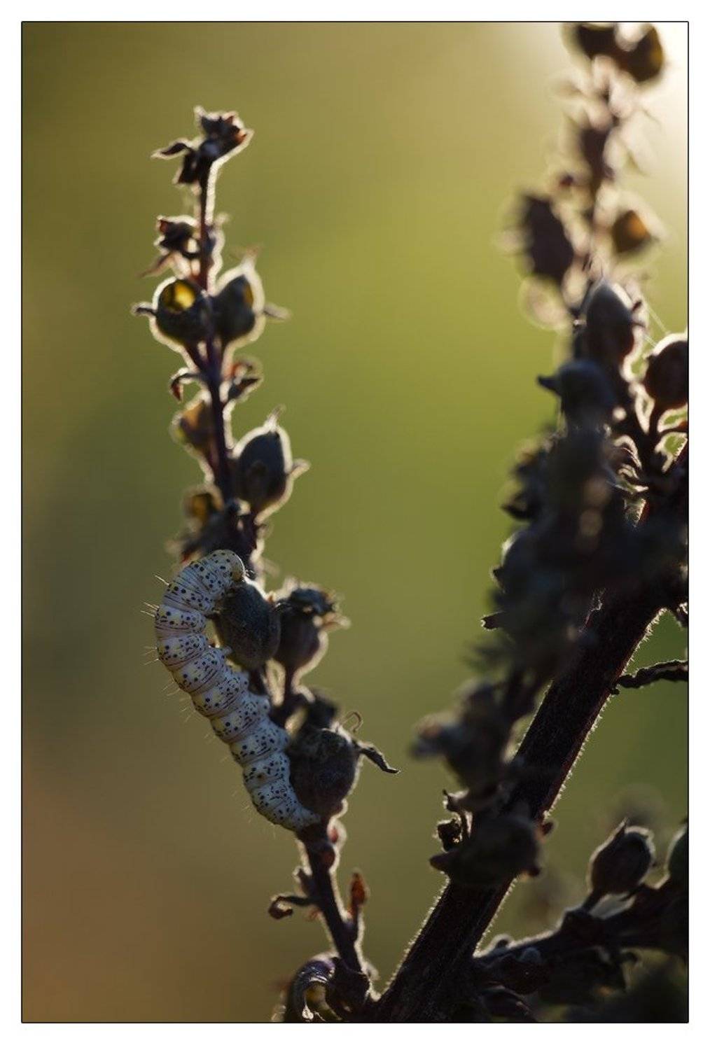 гусеница, солнце, свет, вечер, закат, Дмитрий Монастырский