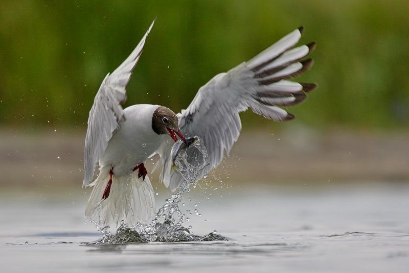 *.* фото превью