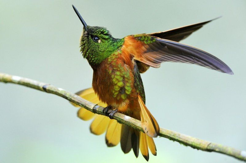 колибри, эквадор Колибри Эквадора фото превью