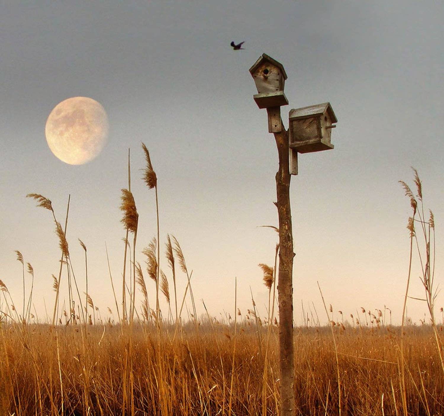 , Радковская Наталья