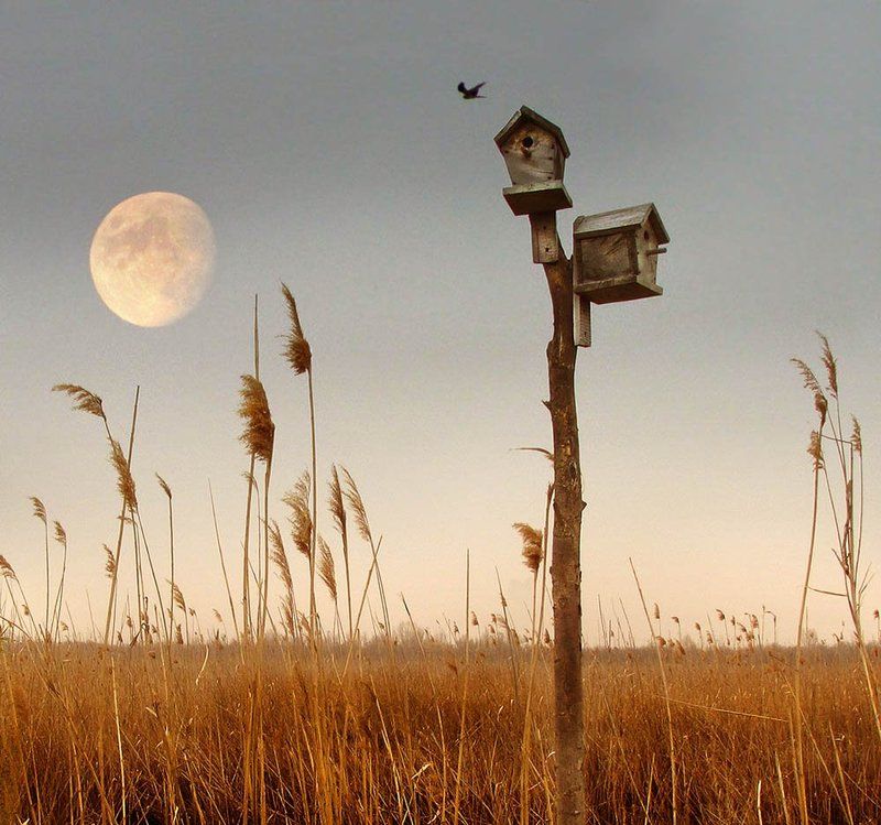 Скворечники фото превью