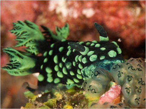 Голожаберники о-ва Негрос. Часть2