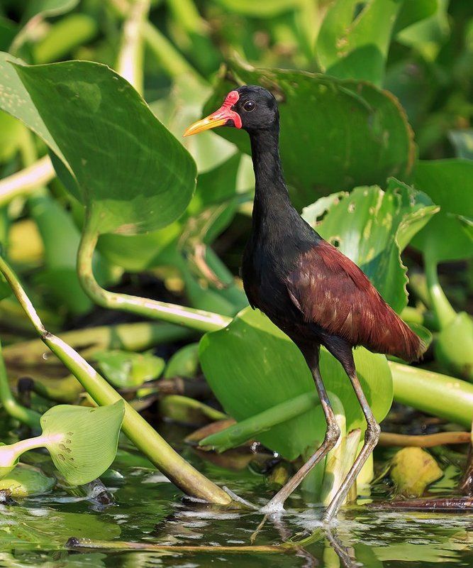 южноамериканская якана, венесуэла Южноамериканская якана фото превью