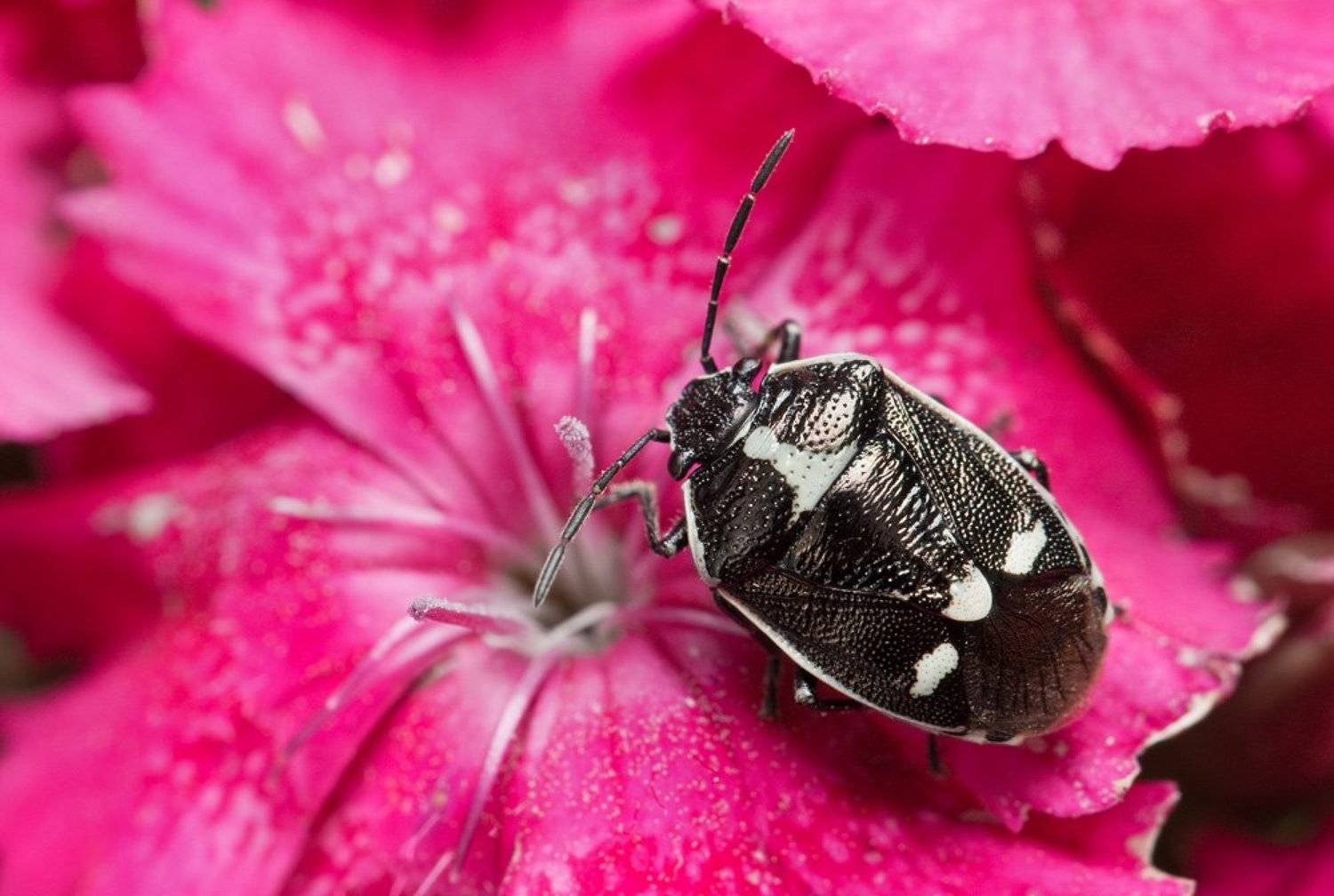 , Шмыров Илья