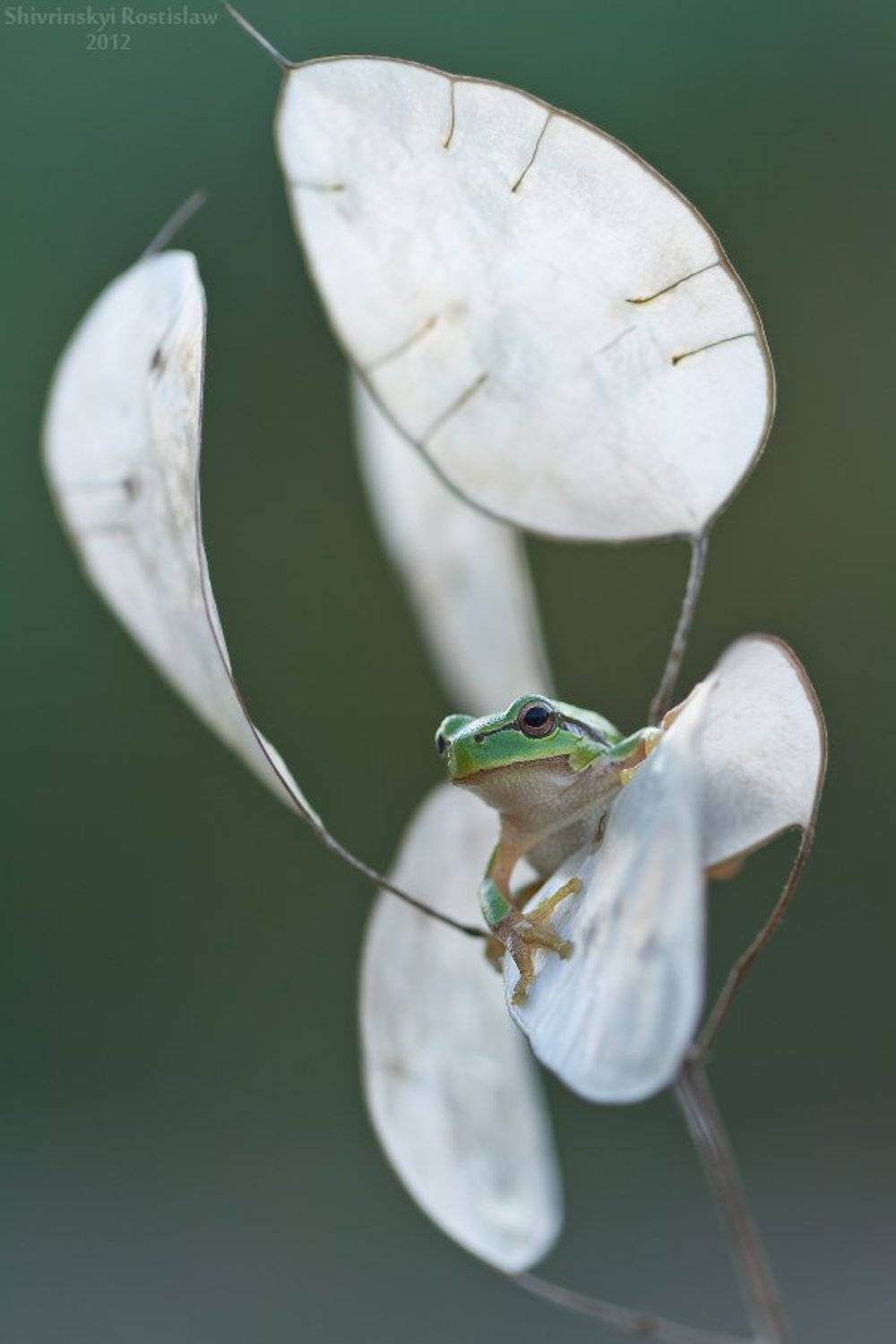 ростислав, макро, 100мм, Шивринский Ростислав