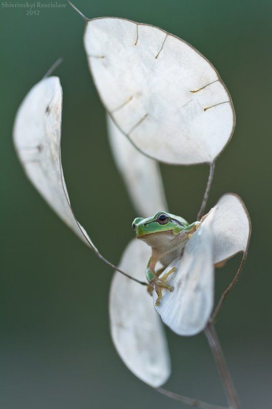 ростислав, макро, 100мм Квакуша фото превью