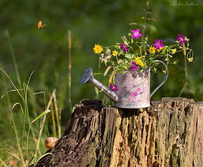 фотонатюрморт,пень,лейка,цветы, Светлана Л.