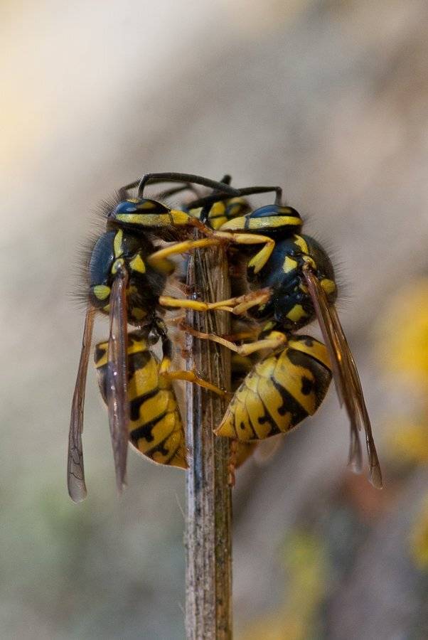 оса, Ирина Козорог