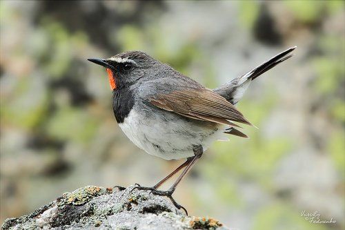 Голос арчевников