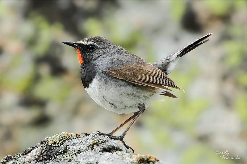 птицы, черногрудая, красношейка, соловей, luscinia, pectoralis Голос арчевников фото превью