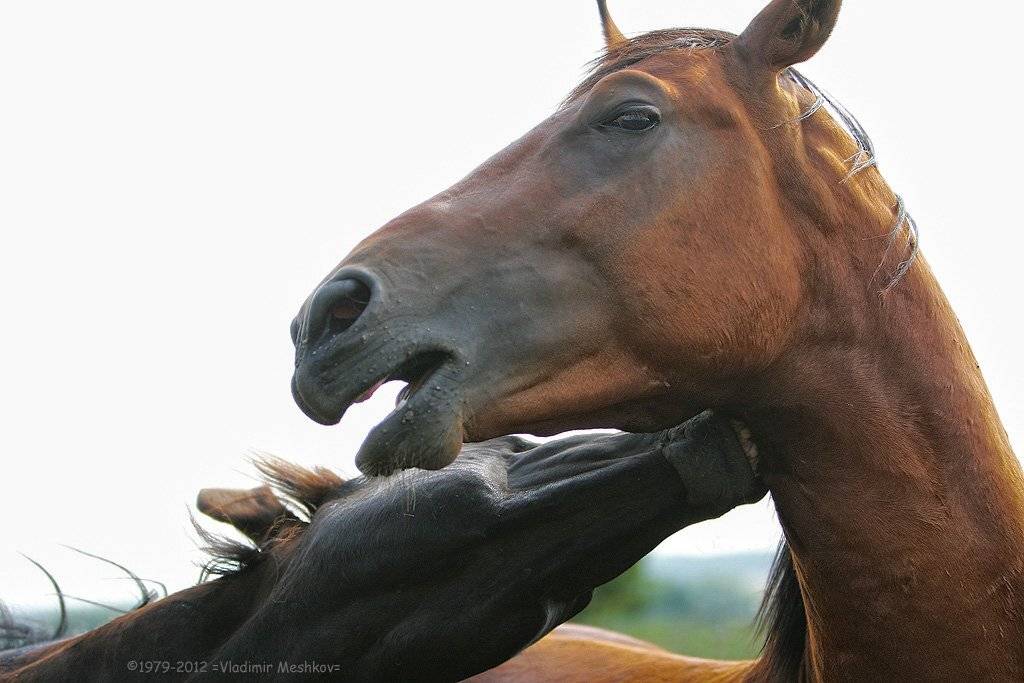 , &copy; =Vladimir Meshkov=