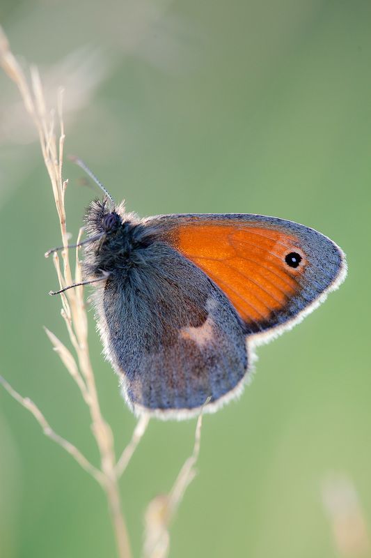 ^^ фото превью