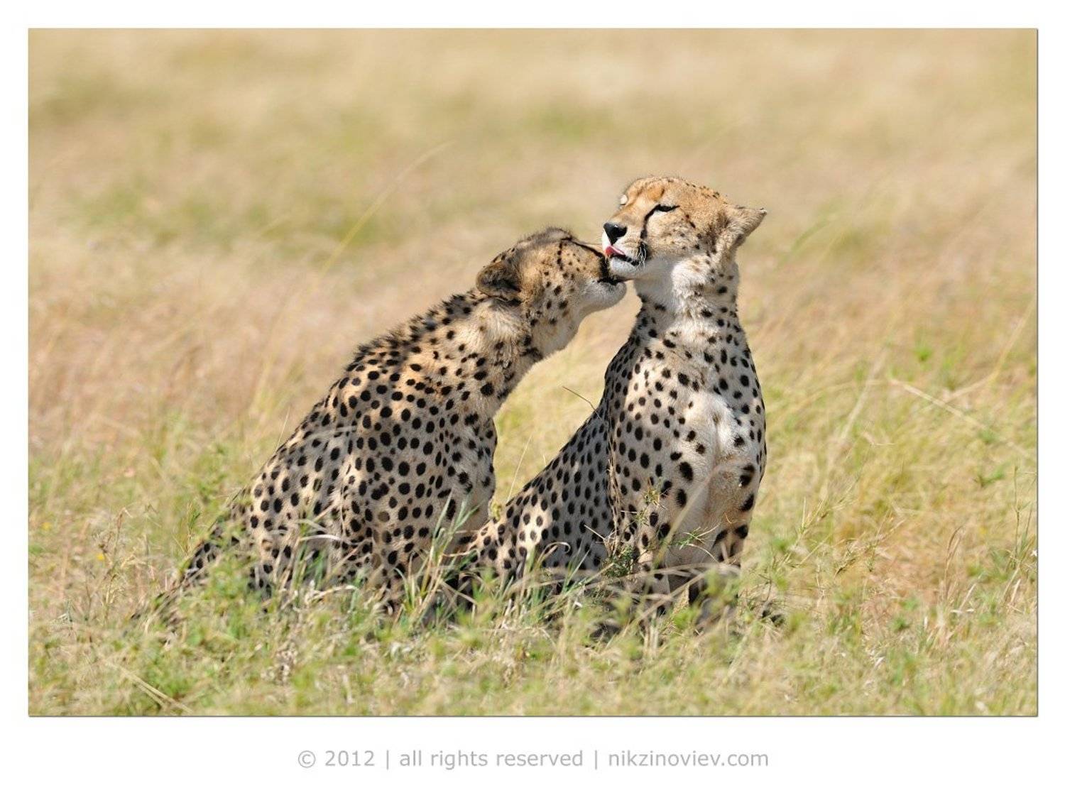 гепард, дикая природа, африка, животные, зиновьев николай, Николай Зиновьев