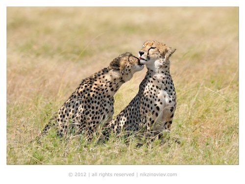 Почему гепарды всегда чистые