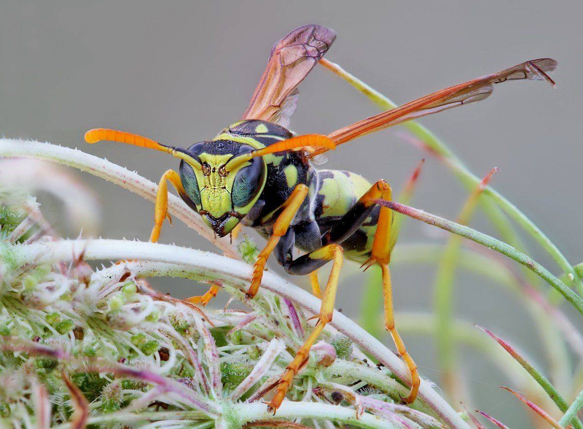 , Вадим Ходаковский