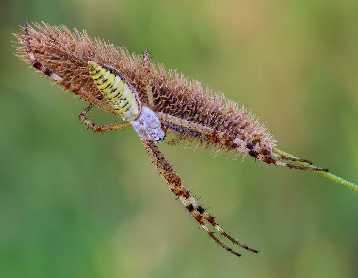 , Вадим Ходаковский