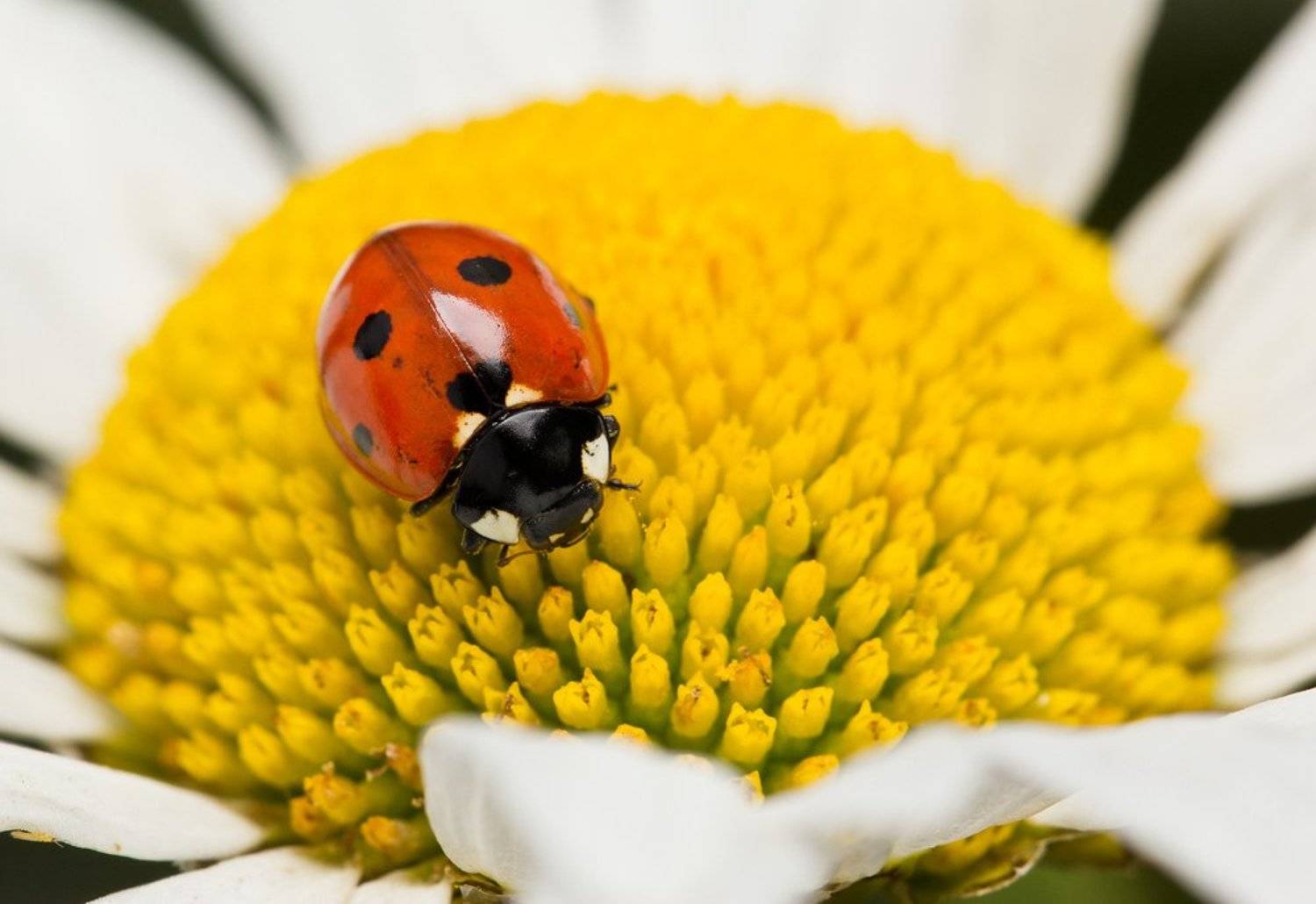 , Шмыров Илья