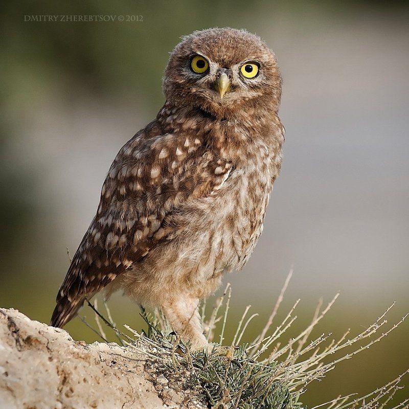 сыч, домовой Сычик фото превью