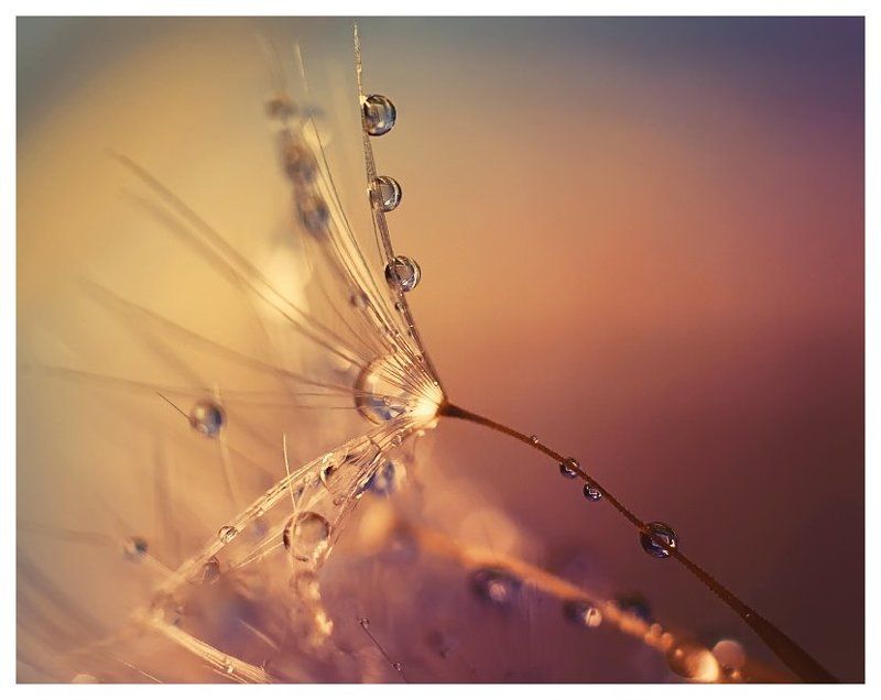 и снова о них ... о капельках =) фото превью