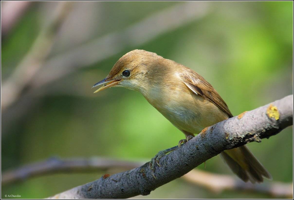 бормотушка,бледная,пересмешка,pallida, Александр Чувилин
