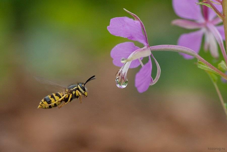 оса, полет, Ирина Козорог