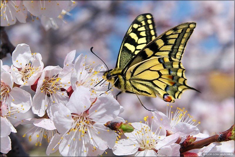 бабочка, макро, весна Гармония фото превью