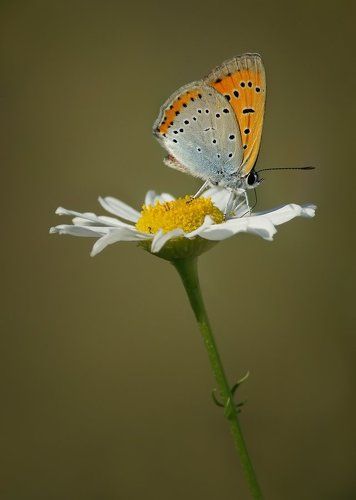 Червонец непарный