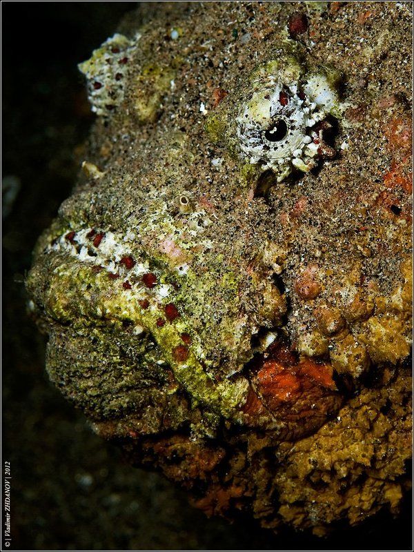 бородавчатка, , , камень, , , самая, , , ядовитая, , , рыба, , , в, , , мире, , , токсин, , , красное, , , море, , , египет, , , дахаб WANTED фото превью