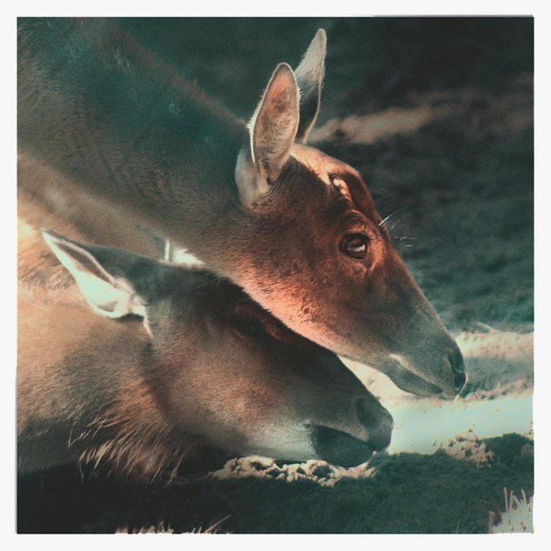 *** фото превью