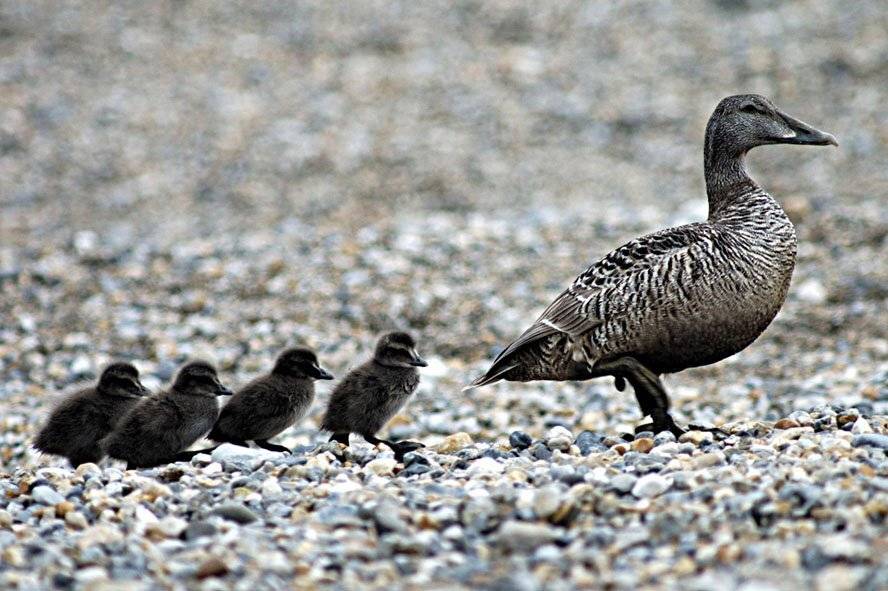 , ИГОРЬ МЕЛЬНИКОВ